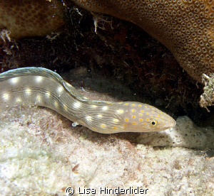 Sharp tail eel making his way around the coral heads.... by Lisa Hinderlider 